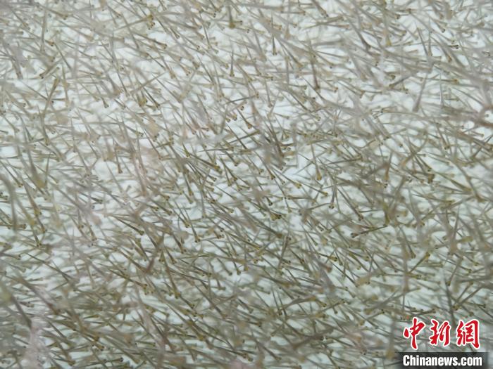 圖為密集分布的魚苗。　張?zhí)砀?攝