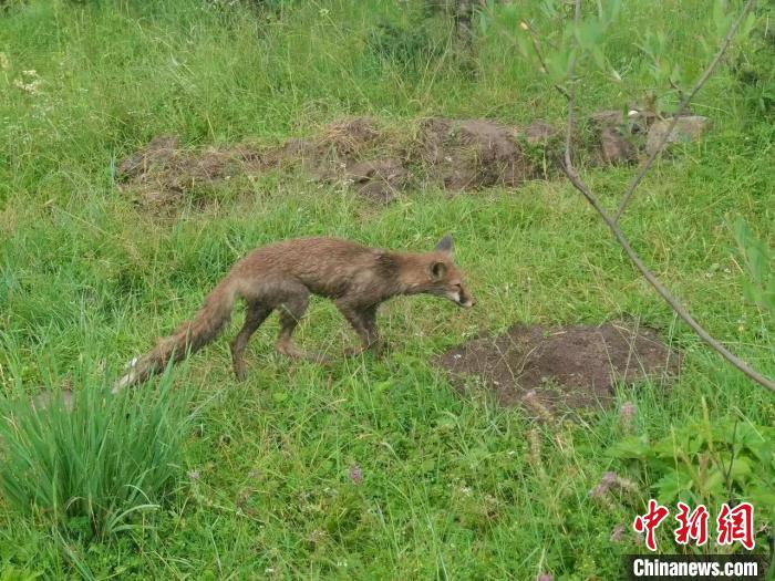 青?；ブ骄戎鷩?guó)家二級(jí)保護(hù)野生動(dòng)物赤狐