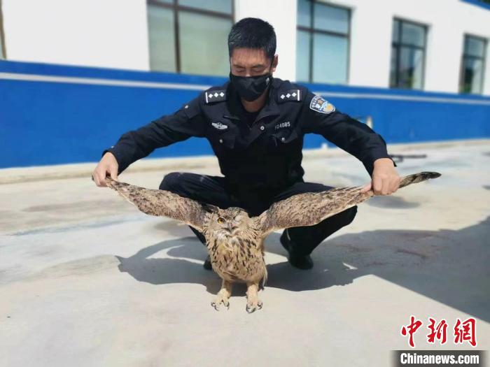 青?；ブ衤?lián)手救助國家二級保護野生動物雕鸮