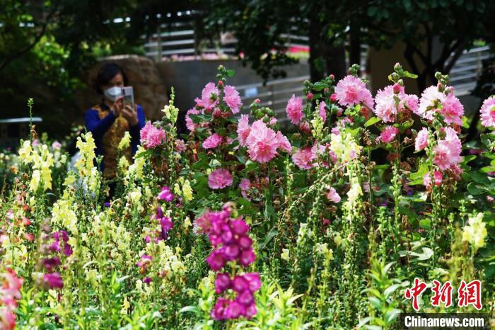圖為市民在西寧園林植物園內(nèi)賞花拍照。　馬銘言 攝