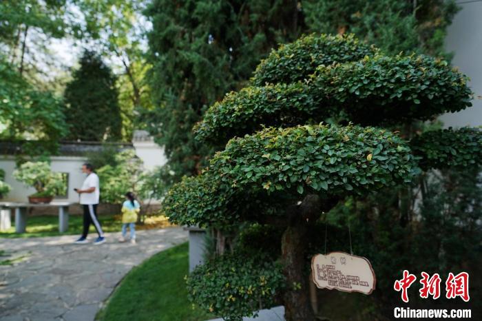 圖為在西寧園林植物園內(nèi)，造型奇特的盆景吸引市民?！●R銘言 攝