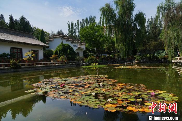 圖為西寧園林植物園秋日風(fēng)景別有韻味?！●R銘言 攝