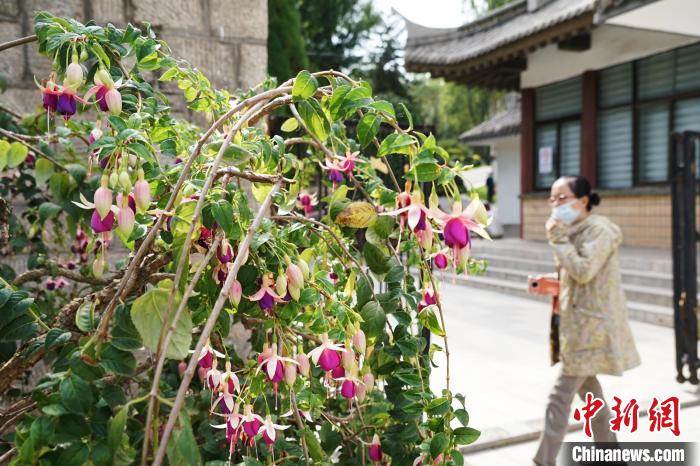 圖為市民在西寧園林植物園內(nèi)觀賞花卉?！●R銘言 攝