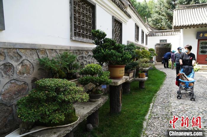 圖為市民在西寧園林植物園內(nèi)觀賞盆景?！●R銘言 攝