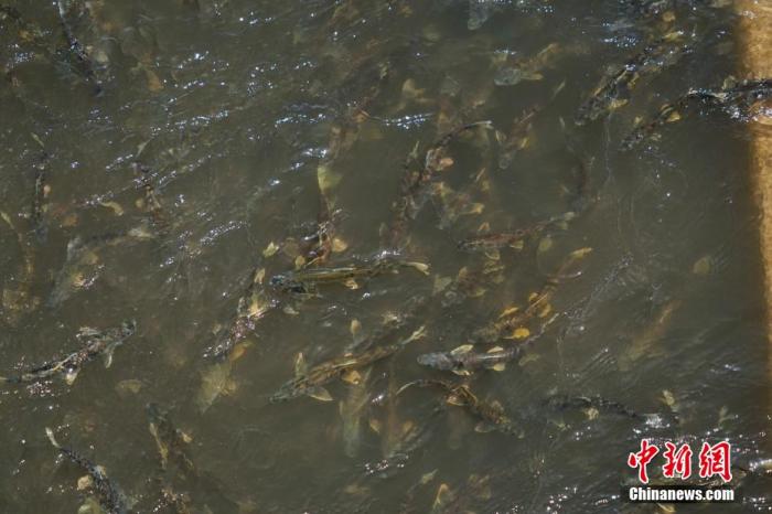 資料圖：圖為今年5月底到8月初，青海湟魚洄游產(chǎn)卵 馬銘言攝