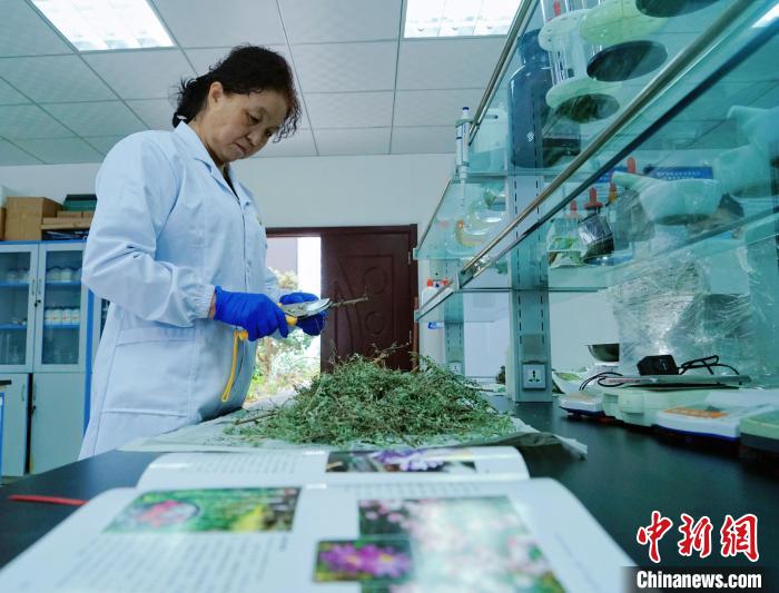 圖為張錦梅在實(shí)驗(yàn)室工作?！●R銘言 攝