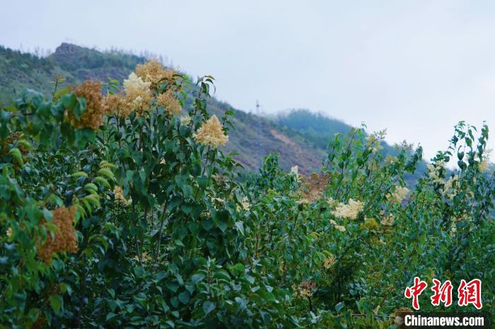 圖為西寧北山上的丁香樹?！●R銘言 攝