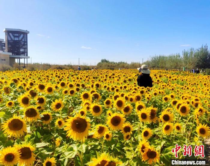 圖為格爾木境內(nèi)的向日葵花海。　格爾木融媒體中心供圖