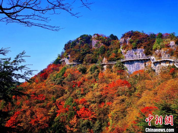 巴山大峽谷漫天紅葉?！埰?攝