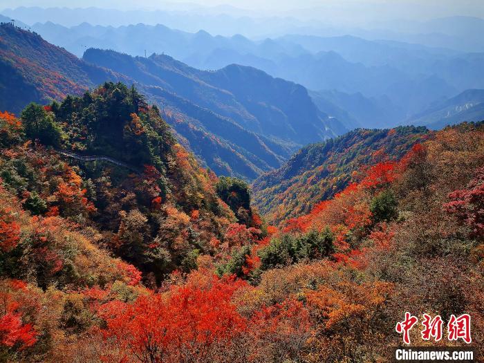 巴山大峽谷漫天紅葉。　張平 攝