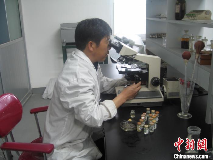 資料圖為研究團隊進行實驗室寄生蟲分類鑒定?！?青海省畜牧獸醫(yī)科學院供圖