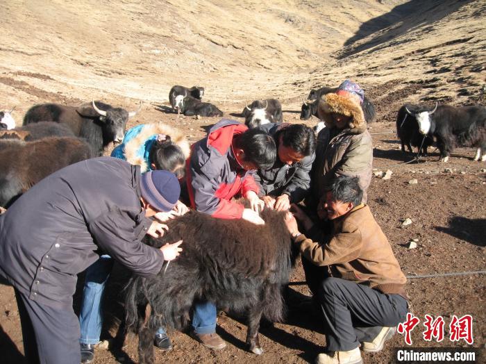資料圖為研究團隊在青南高原地區(qū)開展了牦牛寄生蟲病流行病學和防治技術研究?！?青海省畜牧獸醫(yī)科學院供圖