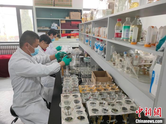 資料圖為研究團隊進行樣本檢查?！?青海省畜牧獸醫(yī)科學院供圖
