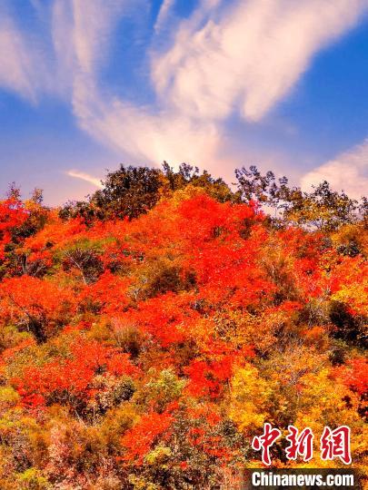 萬源深秋紅葉似火?！≈炱桨?　攝
