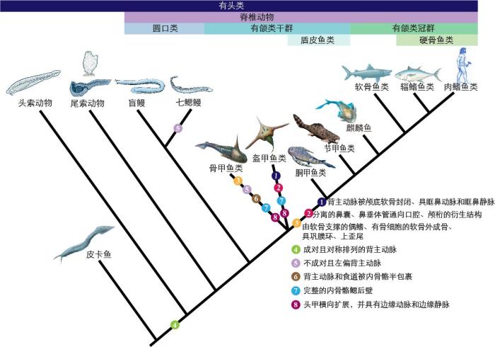 一些關(guān)鍵特征在脊索動物中的演化?！∶宪版?繪圖 攝