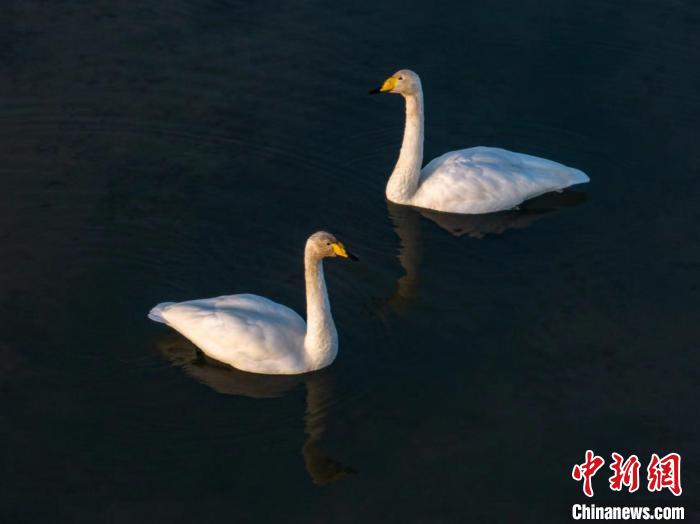 圖為兩只天鵝在湖中游蕩?！『螁⒔?攝