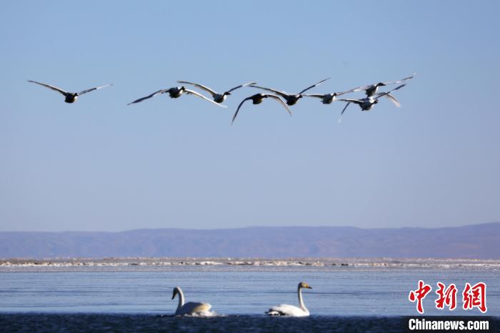 圖為大天鵝在青海湖上空飛翔?！●R怡睿 攝