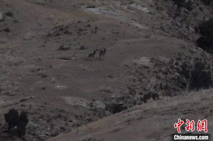 圖為兩只馬鹿在山坡上行走?！〔湃?攝