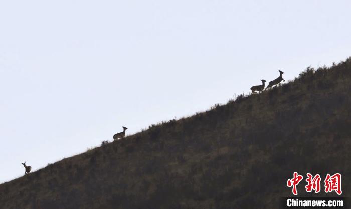 圖為狍鹿在山坡上漫步?！〔彭?xiàng)南加 攝