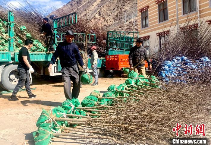 民眾搬運(yùn)苗木?！〔际忻⒖悼h委宣傳部供圖