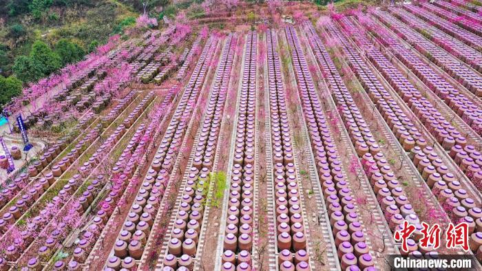 灼灼桃花惹人醉。　劉媛 攝