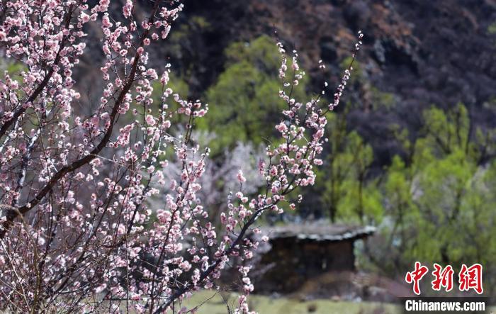 白玉縣河谷間盛開的桃花?！“子袢诿?攝