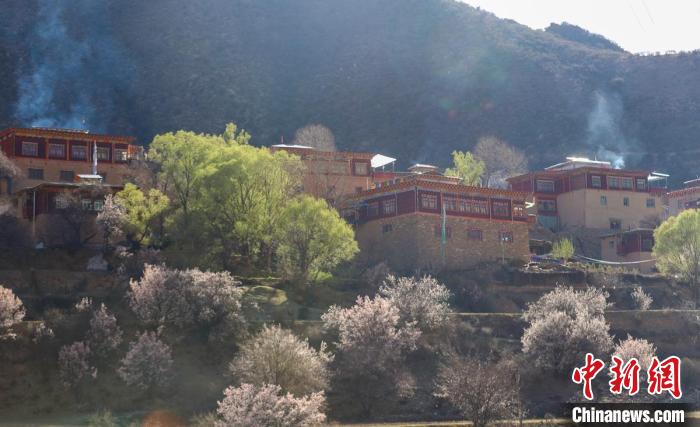 暖陽下白玉縣河坡鎮(zhèn)正在盛開的桃花與藏式民居?！“子袢诿?攝