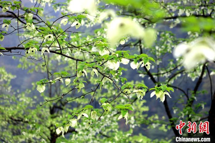 珙桐在春末夏初之際開花，花期較短?！螚?攝