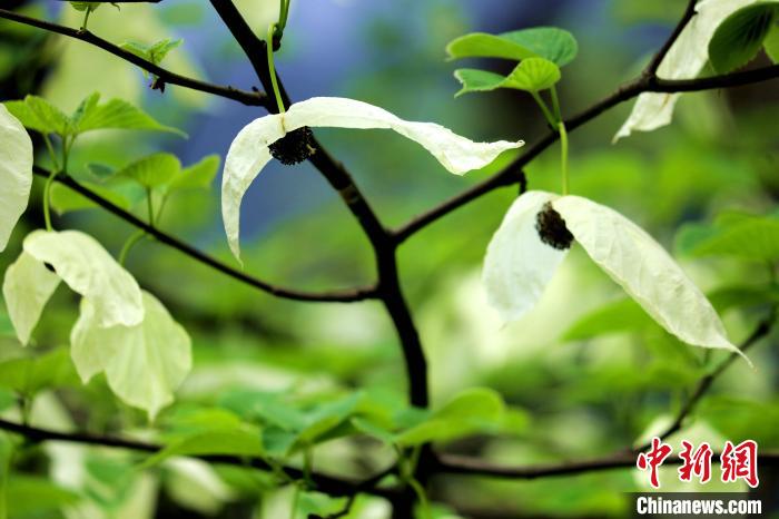 兩片潔白的花瓣隨風(fēng)搖曳就像飛翔的白鴿?！螚?攝