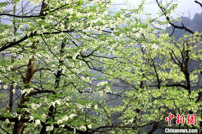 珙桐是1000萬年前新生代第三紀(jì)留下的孑遺植物，中國(guó)特有的樹種，是國(guó)家一級(jí)瀕危保護(hù)野生植物?！螚?攝