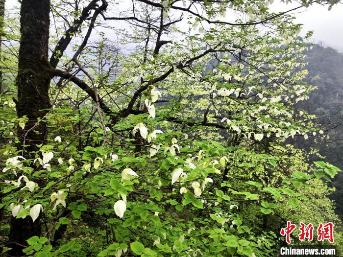 山谷兩側(cè)高大繁茂的珙桐樹。　呂楊 攝