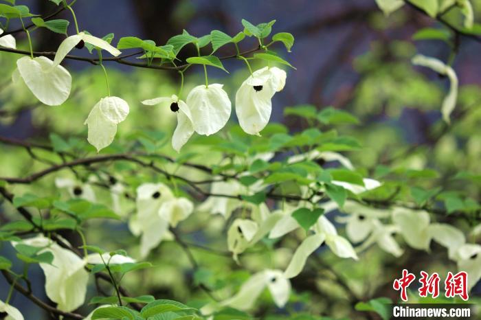 珙桐樹開出潔白的花朵?！螚?攝