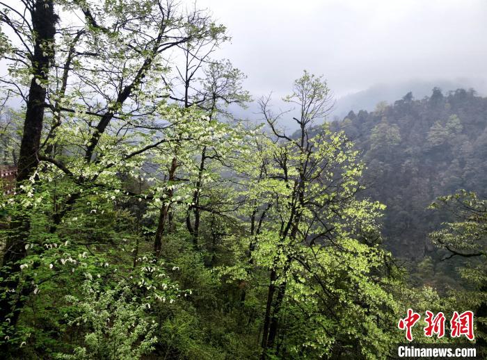 珙桐花朵潔白素雅，與青山雨霧融為一體?！螚?攝