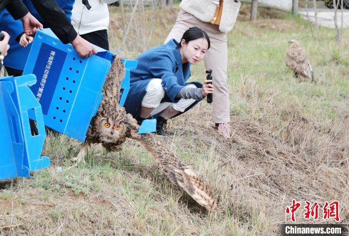 圖為西寧野生動(dòng)物園救護(hù)的雕鸮在西寧市放歸大自然?！●R銘言 攝