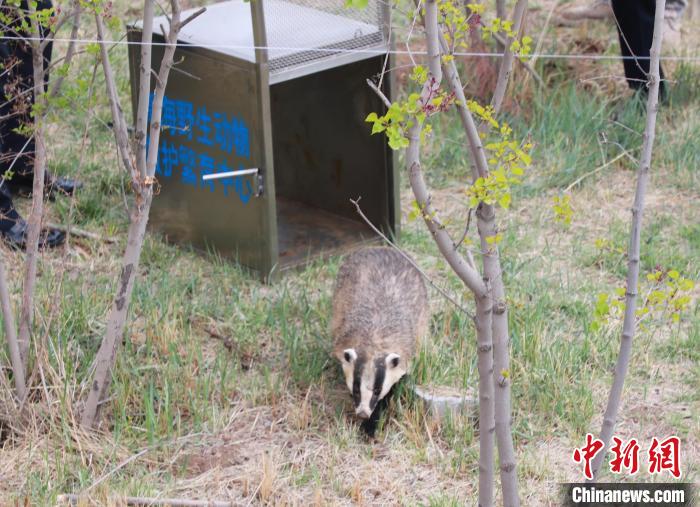 圖為西寧野生動(dòng)物園救護(hù)的狗獾在西寧市放歸大自然?！●R銘言 攝
