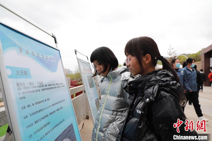 圖為學(xué)生通過展板了解青海常見鳥類?！●R銘言 攝