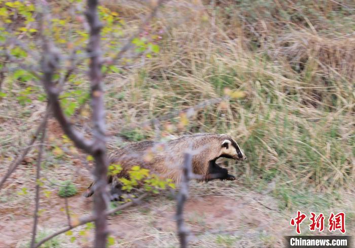 圖為西寧野生動(dòng)物園救護(hù)的狗獾在西寧市放歸大自然?！●R銘言 攝