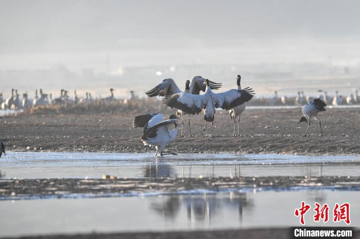 西藏林周:鶴舞高原