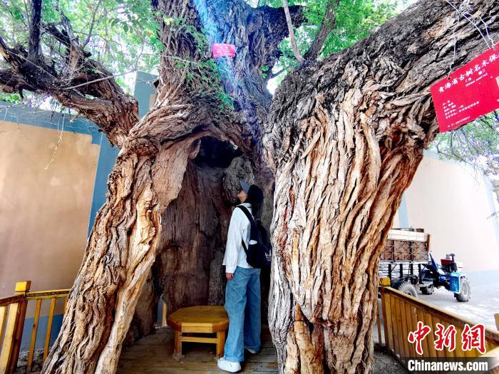青海海東市阿河灘地質(zhì)文化村：古樹新枝、丹山碧水