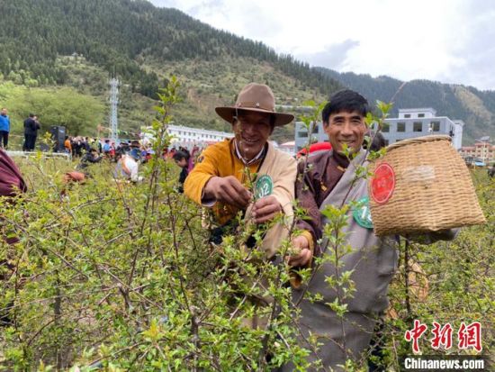 圖為當(dāng)?shù)剞r(nóng)牧民進(jìn)行藏雪茶采摘比賽?！⊥鮿x 攝
