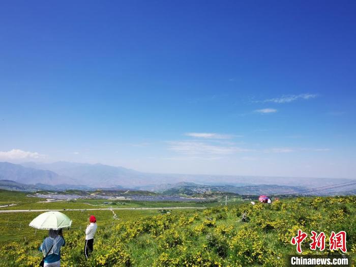 2020年07月07日拍攝于臨夏州積石山縣境內(nèi)，生態(tài)環(huán)境逐漸恢復(fù)，小黃花開遍山間。(資料圖) 殷春永 攝
