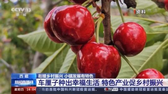 種蘑菇、養(yǎng)駱駝...。。特色產(chǎn)業(yè)助力鄉(xiāng)村振興走新路