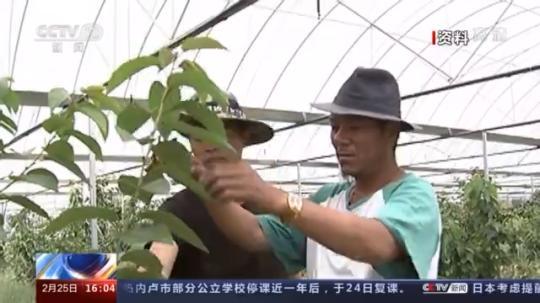種蘑菇、養(yǎng)駱駝...。。特色產(chǎn)業(yè)助力鄉(xiāng)村振興走新路
