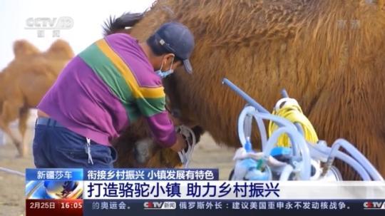 種蘑菇、養(yǎng)駱駝...。。特色產(chǎn)業(yè)助力鄉(xiāng)村振興走新路