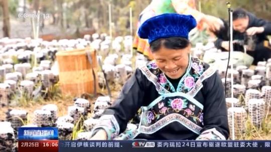 種蘑菇、養(yǎng)駱駝...。。特色產(chǎn)業(yè)助力鄉(xiāng)村振興走新路