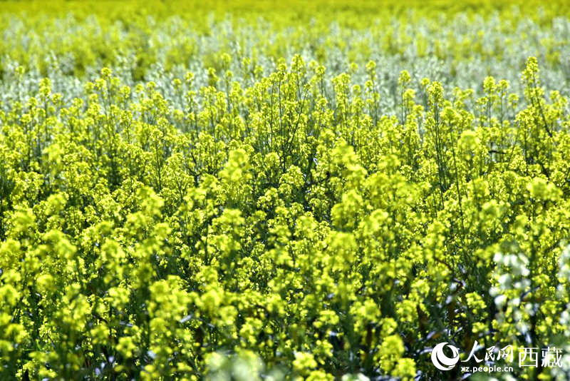 盛開的小油菜花。人民網(wǎng) 李海霞攝