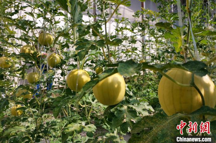 圖為康馬縣大棚內(nèi)的金太陽西瓜?！⒔ㄜ?攝