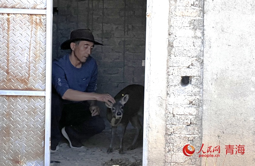 謝發(fā)成查看林麝生長(zhǎng)狀態(tài)。人民網(wǎng)記者 甘海瓊攝