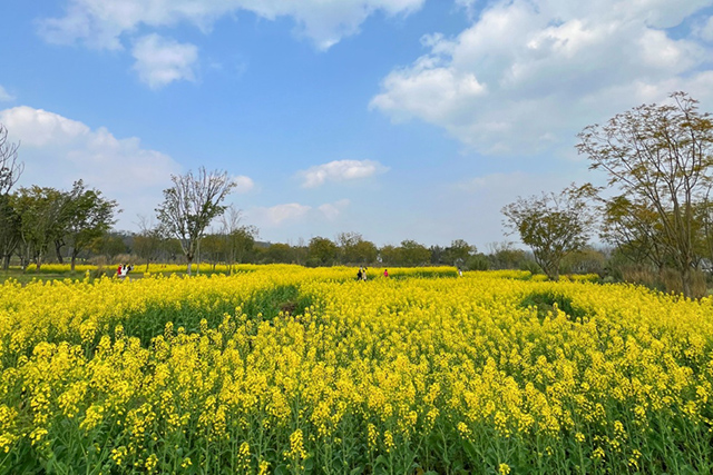 每到油菜花季，就有市民相約到重慶廣陽(yáng)島上踏青賞花。鄒樂攝