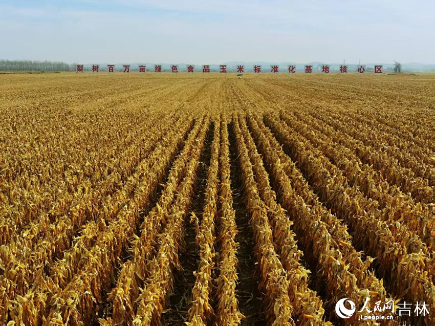 吉林黑土地上糧滿倉（資料圖片）。人民網(wǎng)記者 王海躍攝